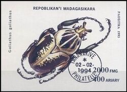 Madagaskar 1994  Goliath-Kfer