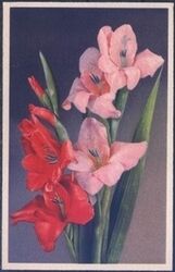 Blumenmotiv - Gladiolen