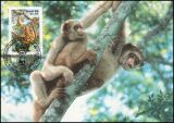 1984  Weltweiter Naturschutz WWF - Spinnenaffe (013)