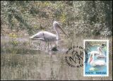 1984  Weltweiter Naturschutz WWF - Krauskopfpelikan (022)