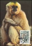 1987  Schopfgibbon