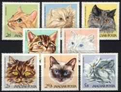 1968  Hauskatzen