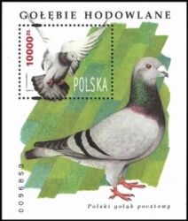 1994  Zuchttauben