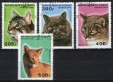 Kongo 1996  Katzen