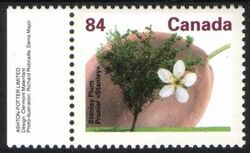 Canada 1991  Freimarken: Obstbume - Pflaumenbaum