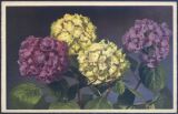 Motivkarte - Blumen