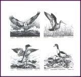 1992  Naturschutz an der Ostseeküste: Vögel - Schwarzdruck