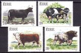 1987  Irische Rinder