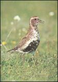 1976  Vogelschutz - Goldregenpfeifer