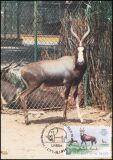 1984  100 Jahre Zoo von Lissabon