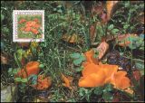 1997  151 - Seltene Pilze
