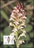1984  Maximumkarten - Wohlfahrt: Orchideen