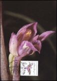 1984  Maximumkarten - Wohlfahrt: Orchideen