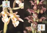 1984  Maximumkarten - Wohlfahrt: Orchideen