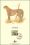 1984  Official Proof Edition WWF - Gepard (014)