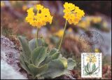 1983  Maximumkarten - Wohlfahrt: Alpenblumen