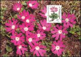 1983  Maximumkarten - Wohlfahrt: Alpenblumen