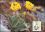 1983  Maximumkarten - Wohlfahrt: Alpenblumen