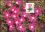 1983  Maximumkarten - Wohlfahrt: Alpenblumen