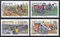 Venda 1980  Teeanbau