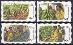 Venda 1980  Bananenanbau