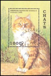 Kongo 1996  Katzen