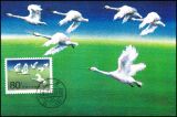 China 1983  Schwäne