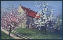 Landschaftsansicht - blühende Bäume