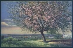 Landschaftsansicht - blühende Bäume
