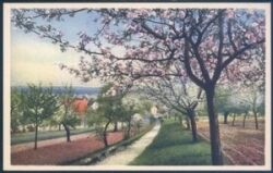 Landschaftsansicht - blühende Bäume