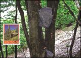 2009  302 - Leistungen des Waldes