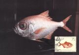 1986  Fische