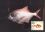 1986  Fische