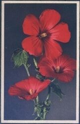 Blumenmotiv - Hibiscus