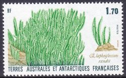 Franz. Antarktis 1988  Pflanzen der Antarktis