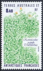 Franz. Antarktis 1990  Pflanzen der Antarktis