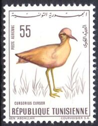 Tunesien 1966  Vögel: Wüstenläufer