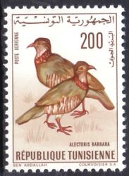 Tunesien 1966  Vögel: Klippenhühner