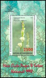 Indonesien 1998  Flora und Fauna: Tuberose