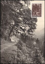 1958  Einheimische Bäume und Sträucher