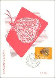 1973  Kleinfauna