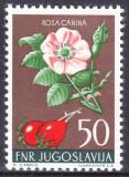 1955  Jugoslawische Flora: Hundsrose