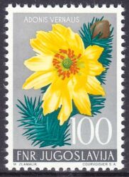 1955  Jugoslawische Flora: Adonisröschen