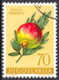 1959  Jugoslawische Flora: Granatapfel