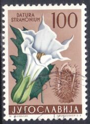 1959  Jugoslawische Flora: Gemeiner Stechapfel